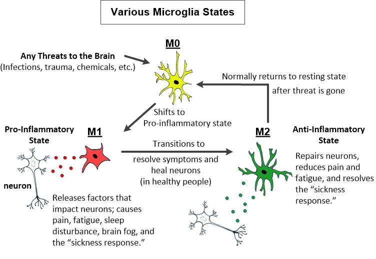 Microglia Activation Cycle